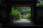 岩船寺_紫陽花_2012_yaotomi_お写ん歩_5.jpg