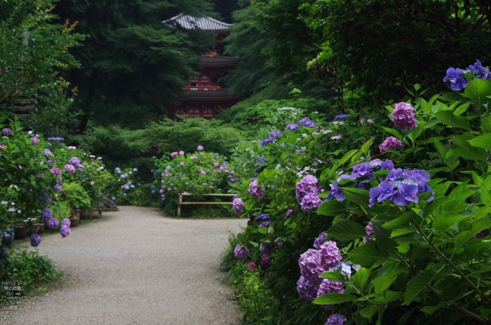 岩船寺_紫陽花_2012_yaotomi_お写ん歩_6.jpg