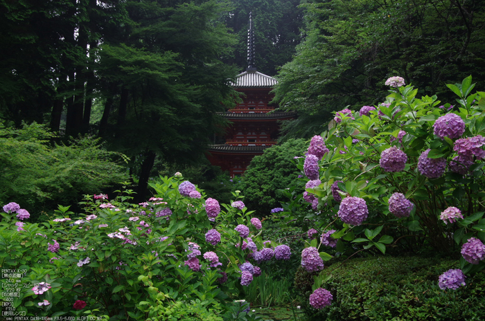 岩船寺_紫陽花_2012_yaotomi_お写ん歩_8.jpg