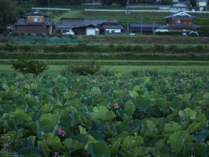 平の沢池_蓮_2012_yaotomi_お写ん歩_10.jpg