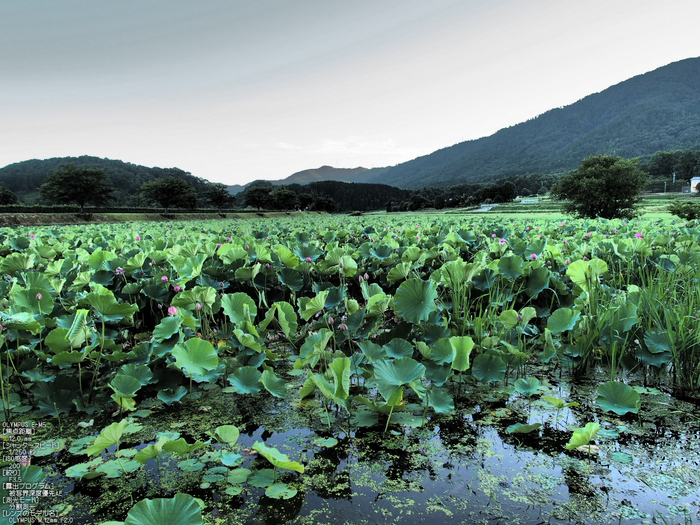 平の沢池_蓮_2012_yaotomi_お写ん歩_11.jpg