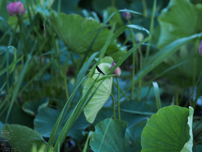 平の沢池_蓮_2012_yaotomi_お写ん歩_12.jpg