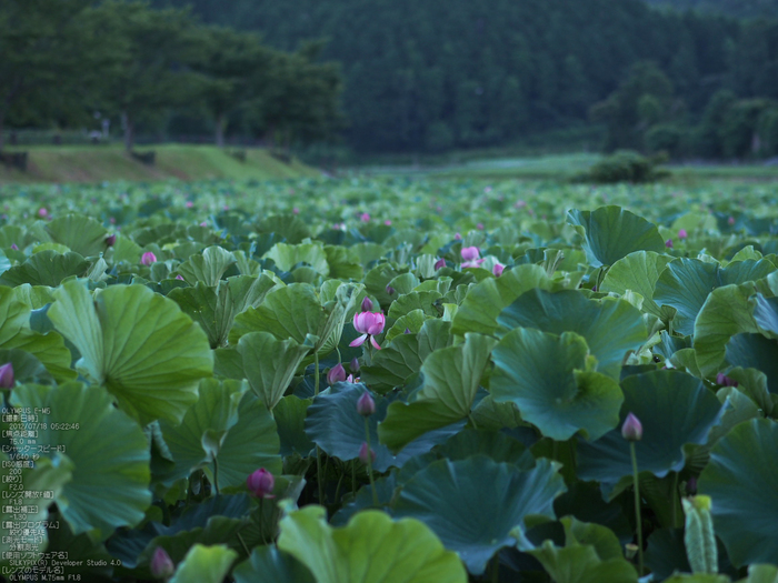 平の沢池_蓮_2012_yaotomi_お写ん歩_7.jpg