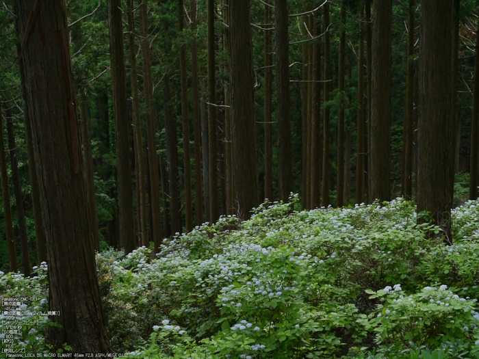 東吉野_小紫陽花_2012_yaotomi_10.jpg