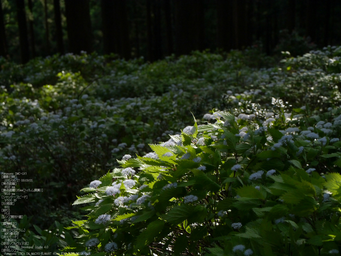 東吉野_小紫陽花_2012_yaotomi_11.jpg