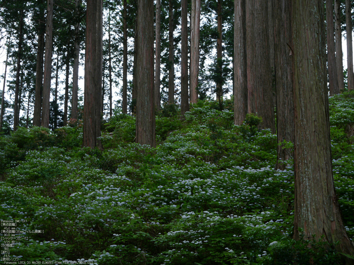 東吉野_小紫陽花_2012_yaotomi_2.jpg