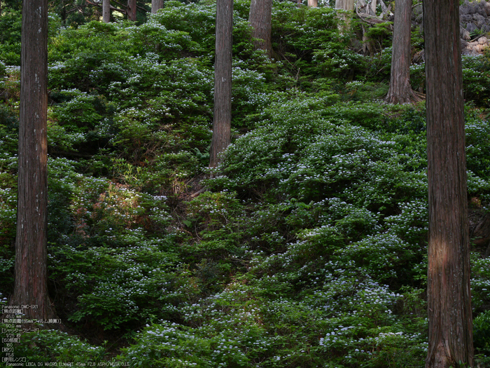 東吉野_小紫陽花_2012_yaotomi_5.jpg