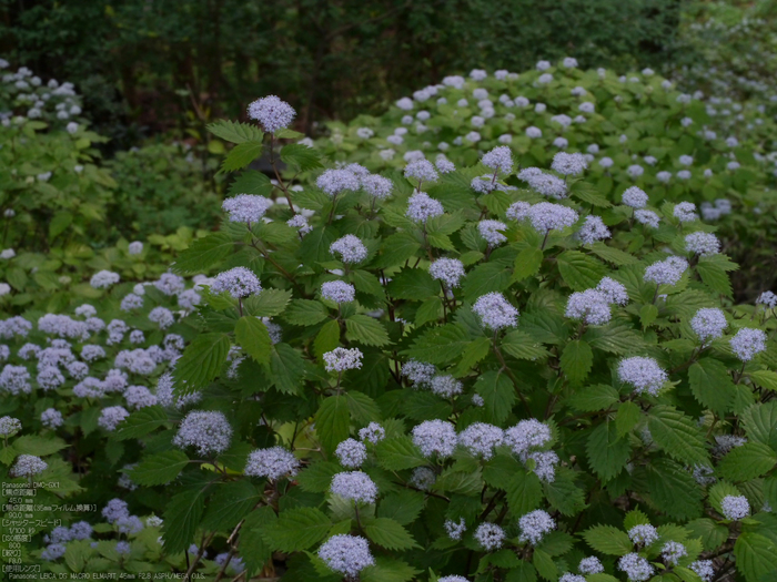 東吉野_小紫陽花_2012_yaotomi_6.jpg