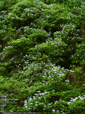 東吉野_小紫陽花_2012_yaotomi_7.jpg