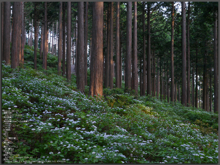 東吉野_小紫陽花_2012_yaotomi_topA.jpg