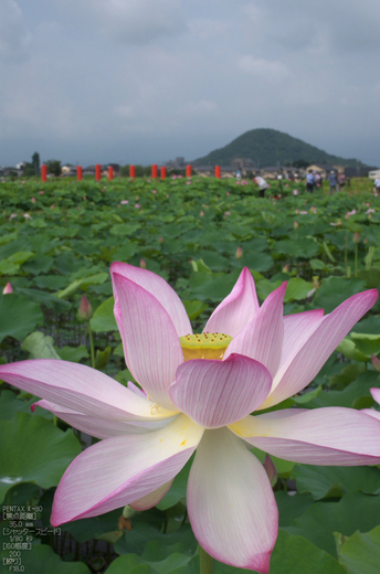 藤原宮跡_蓮ハス_2012_yaotomi_お写ん歩_2.jpg