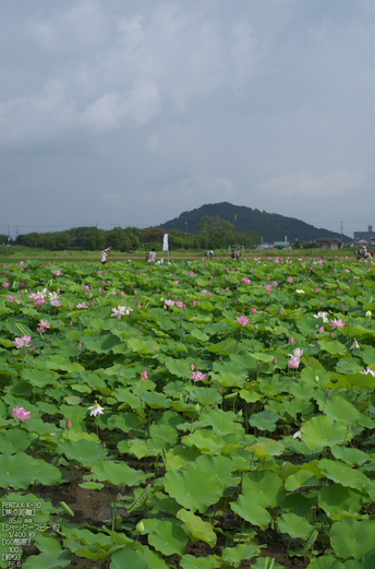 藤原宮跡_蓮ハス_2012_yaotomi_お写ん歩_3.jpg