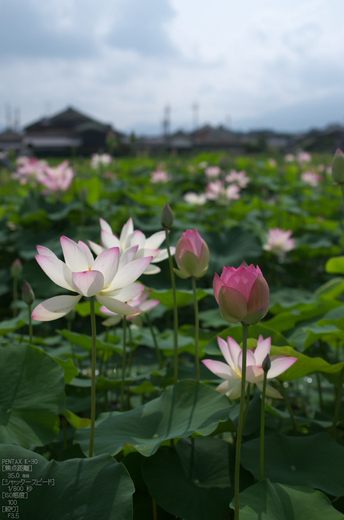 藤原宮跡_蓮ハス_2012_yaotomi_お写ん歩_8.jpg