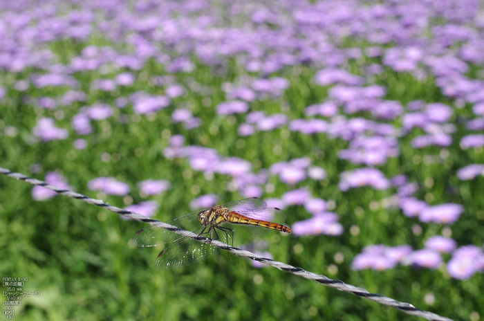 久多_北山友禅菊_2012_yaotomi_お写ん歩_11.jpg