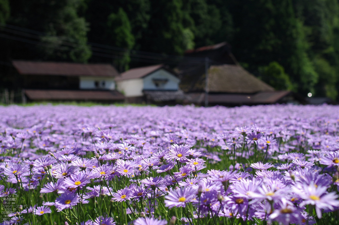 久多_北山友禅菊_2012_yaotomi_お写ん歩_15.jpg