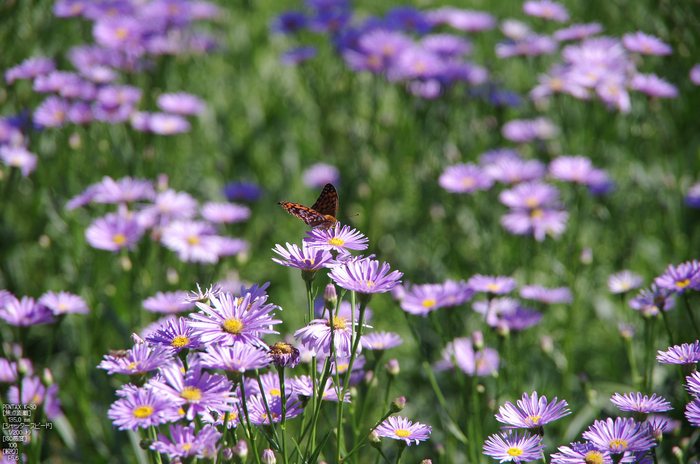 久多_北山友禅菊_2012_yaotomi_お写ん歩_20.jpg