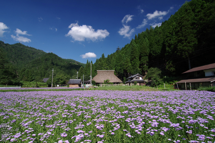 久多_北山友禅菊_2012_yaotomi_お写ん歩_5.jpg