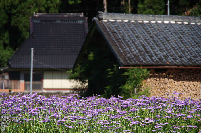 久多_北山友禅菊_2012_yaotomi_お写ん歩_6.jpg