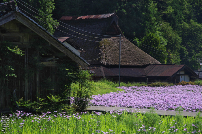 久多_北山友禅菊_2012_yaotomi_お写ん歩_7.jpg