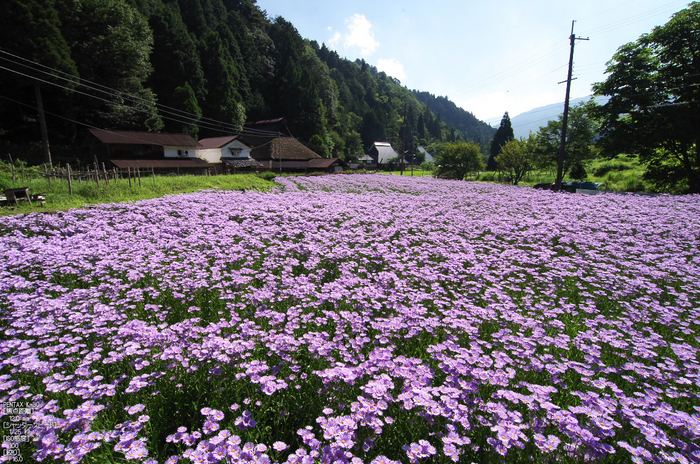 久多_北山友禅菊_2012_yaotomi_お写ん歩_8.jpg