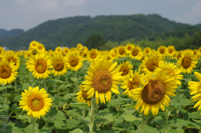 佐用_ひまわり_2012_yaotomi_お写ん歩_13.jpg