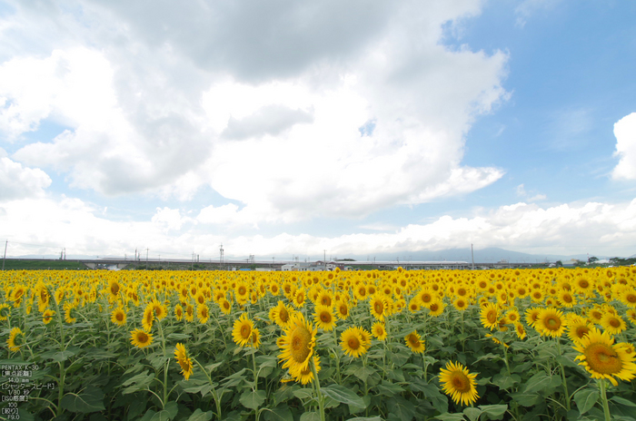 大垣ひまわり_2012_yaotomi_お写ん歩_16.jpg