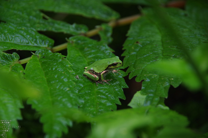 天の真名井_淀江_2012_yaotomi_お写ん歩_7.jpg