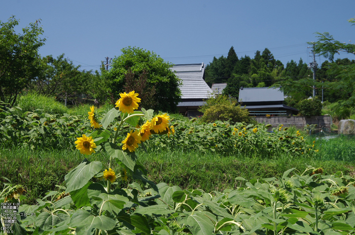 室生_向日葵_2012_yaotomi_お写ん歩_2.jpg