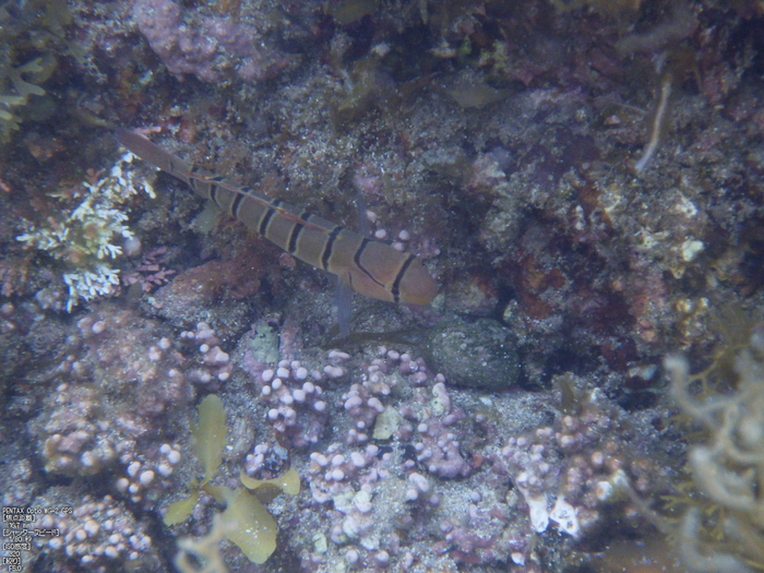 島根_北浦海水浴場_2012_yaotomi_お写ん歩_10.jpg