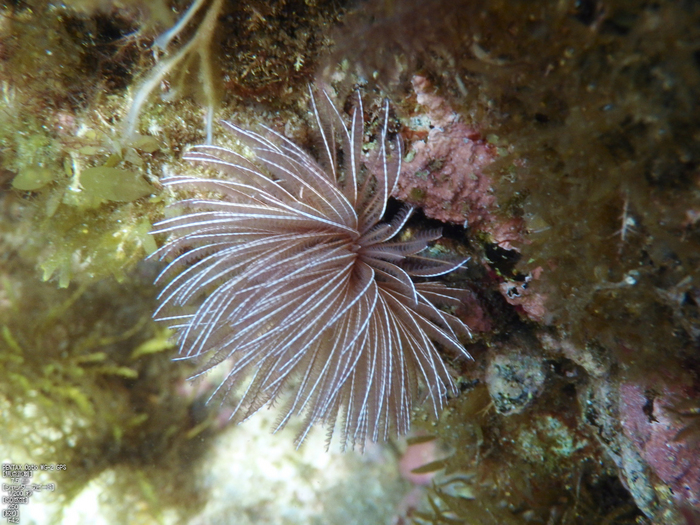 島根_北浦海水浴場_2012_yaotomi_お写ん歩_7.jpg