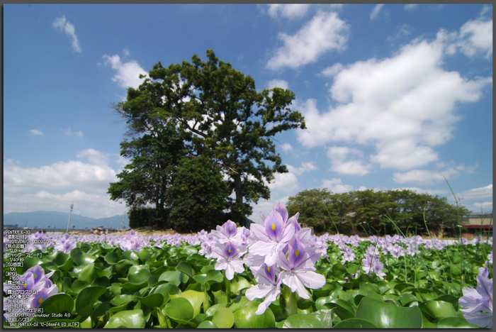 本薬師寺跡_ホテイアオイ_2012_yaotomi_お写ん歩_1.jpg