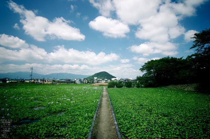 本薬師寺跡_ホテイアオイ_2012_yaotomi_お写ん歩_17.jpg