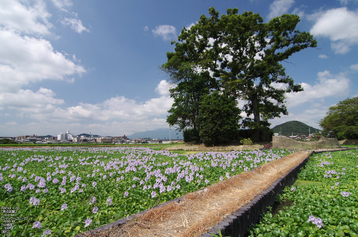 本薬師寺跡_ホテイアオイ_2012_yaotomi_お写ん歩_6.jpg