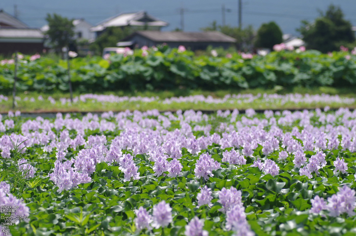 本薬師寺跡_ホテイアオイ_2012_yaotomi_お写ん歩_7.jpg