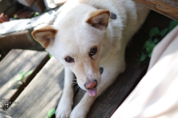 東吉野_月うさぎ_20120808_yaotomi_お写ん歩_1.jpg