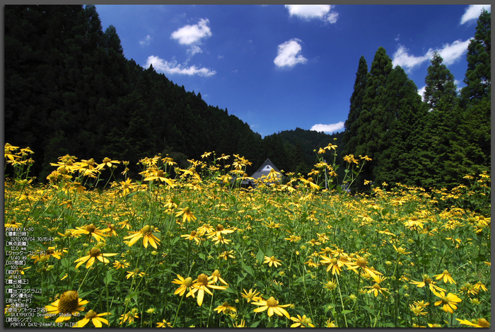 花脊_ルドベキア_2012_yaotomi_お写ん歩_1.jpg