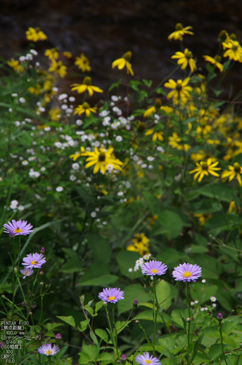 花脊_ルドベキア_2012_yaotomi_お写ん歩_12.jpg