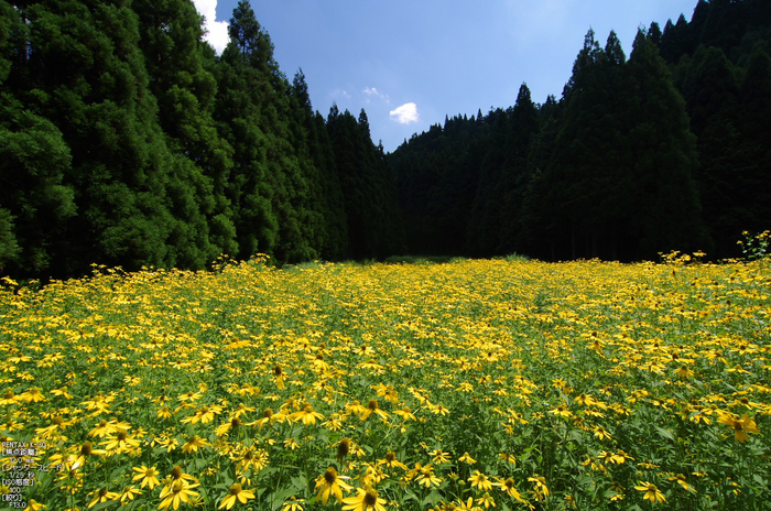 花脊_ルドベキア_2012_yaotomi_お写ん歩_2.jpg