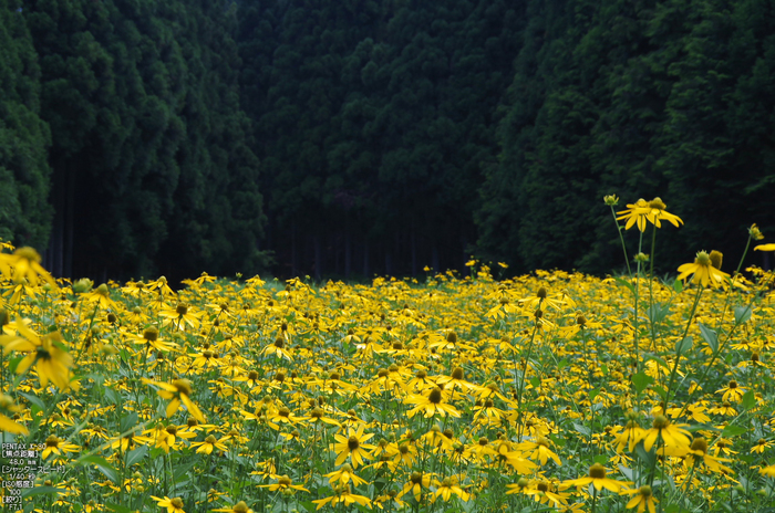 花脊_ルドベキア_2012_yaotomi_お写ん歩_3.jpg