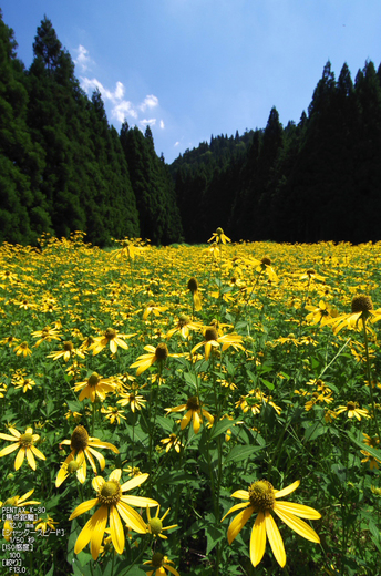 花脊_ルドベキア_2012_yaotomi_お写ん歩_5.jpg