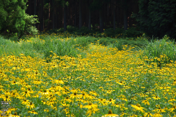 花脊_ルドベキア_2012_yaotomi_お写ん歩_7.jpg