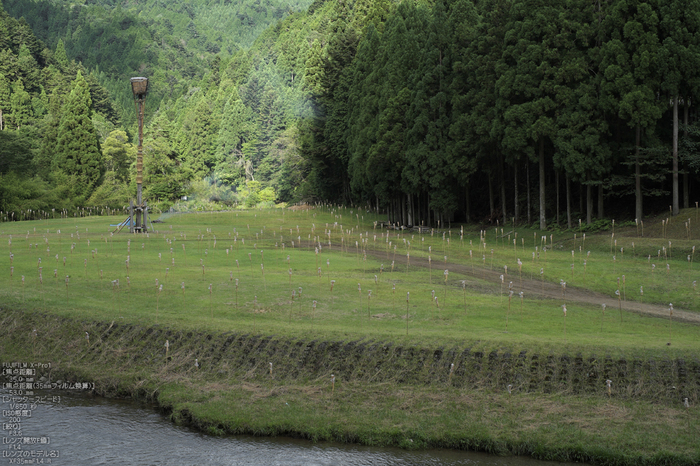 花脊_松上げ_2012_yaotomi_お写ん歩_5.jpg