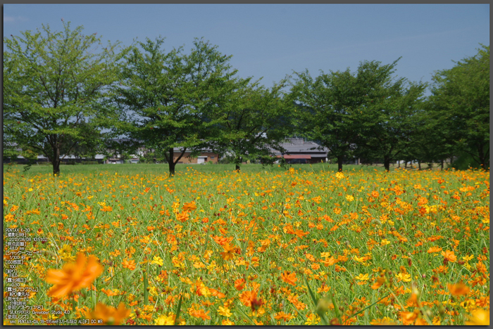 藤原宮跡_キバナコスモス_2012_yaotomi_お写ん歩_1.jpg