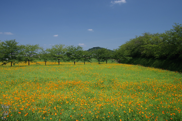 藤原宮跡_キバナコスモス_2012_yaotomi_お写ん歩_2.jpg