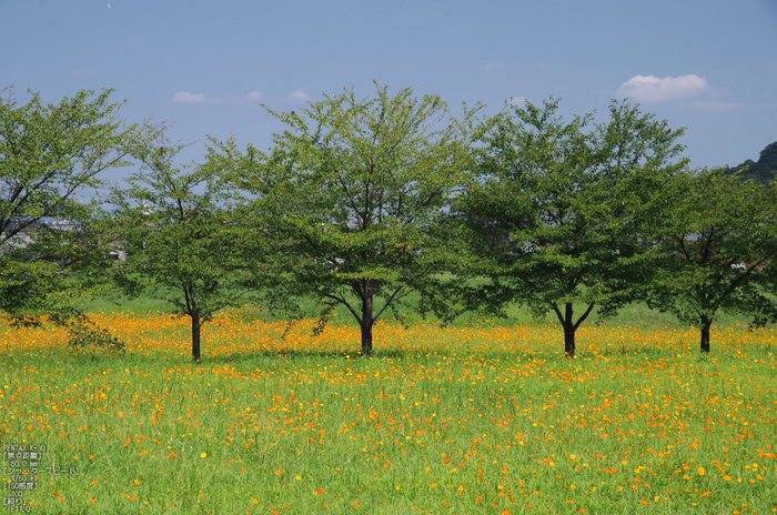 藤原宮跡_キバナコスモス_2012_yaotomi_お写ん歩_3.jpg