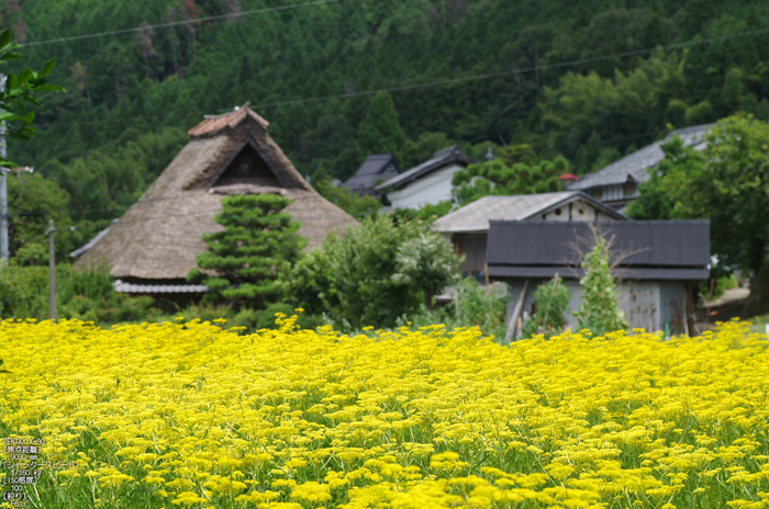 越畑_おみなえし_2012_yaotomi_お写ん歩_13.jpg