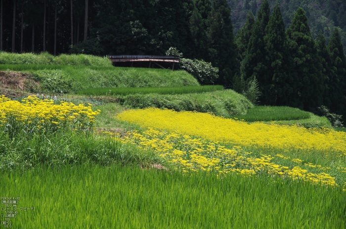 越畑_おみなえし_2012_yaotomi_お写ん歩_5.jpg