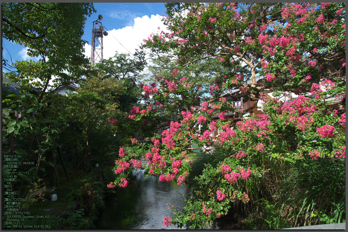 醒ヶ井_梅花藻_2012_yaotomi_お写ん歩_1_2.jpg