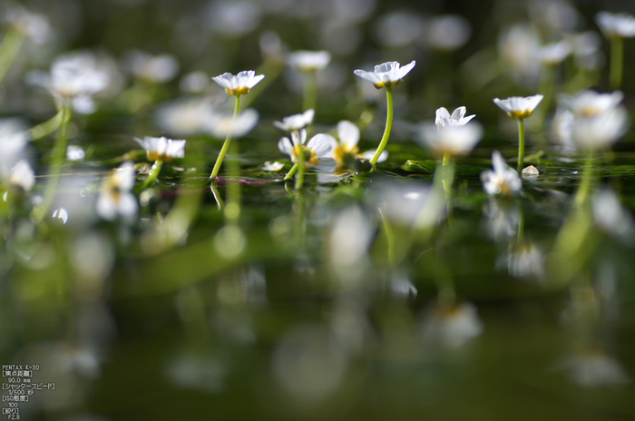 醒ヶ井_梅花藻_2012_yaotomi_お写ん歩_2.jpg