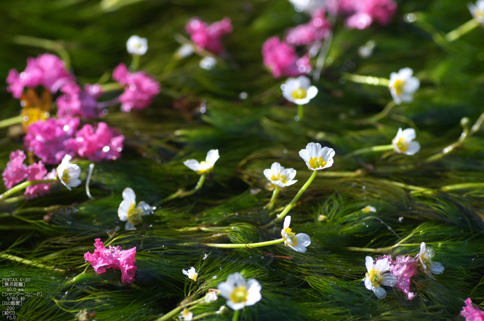 醒ヶ井_梅花藻_2012_yaotomi_お写ん歩_8.jpg